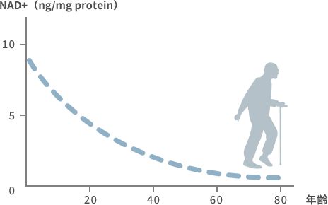 加齢によるNAD+減少のグラフ