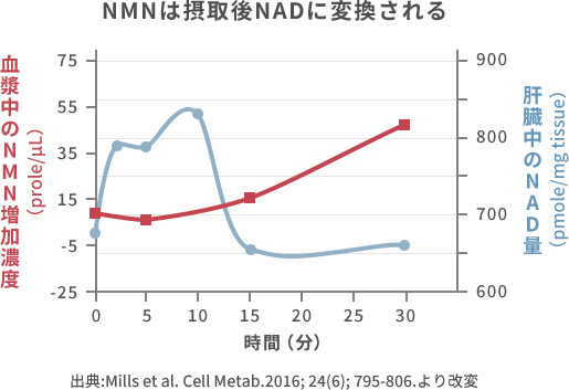 NMN摂取後に体内でNADに変換されたときのグラフ